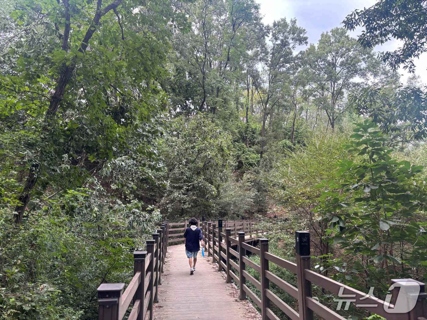 본문 이미지 -  ‘원주 중앙근린공원 숲속들레길’&#40;산림청 제공.재판매 및 DB금지&#41;/뉴스1