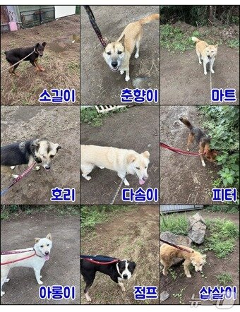 본문 이미지 - 제주시 한림읍 '한림쉼터'에서 보호 중인 유기견들.(제제프렌즈 제공. 재판매 및 DB 금지)