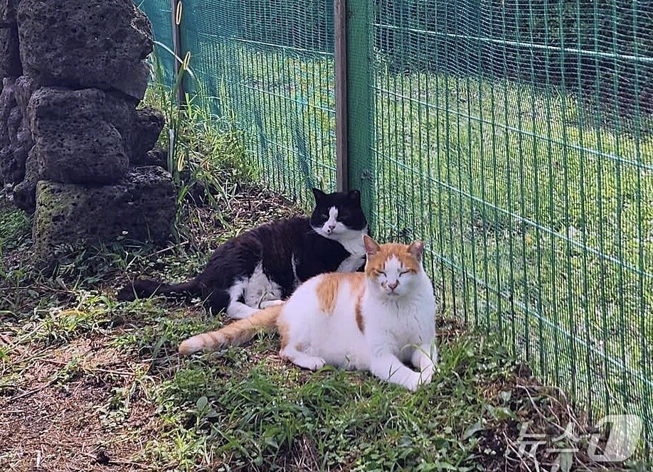 본문 이미지 - '고양이도서관' 임시보호소에서 생활 중인 마라도 고양이.(고양이도서관 제공. 재판매 및 DB 금지)