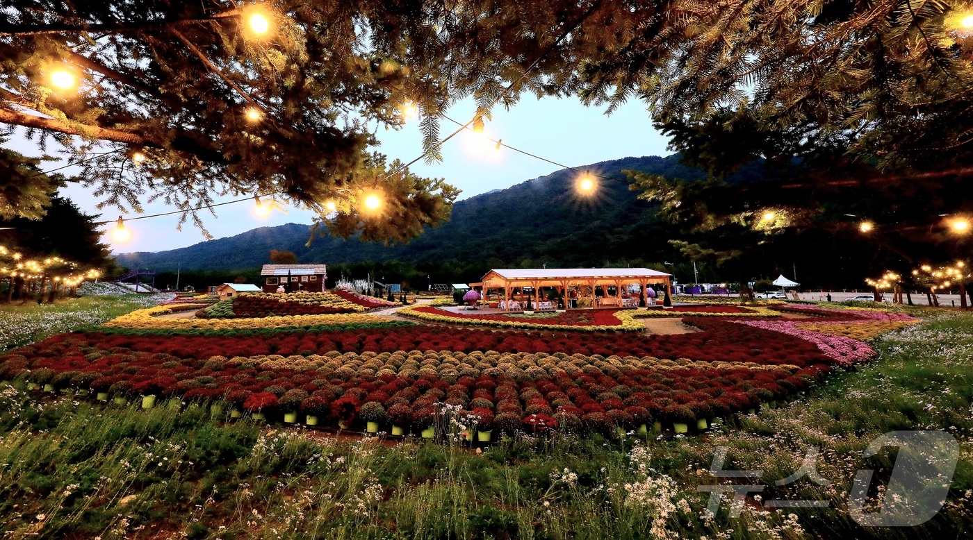 (인제=뉴스1) 이종재 기자 = 지난 1일 강원 인제군 북면 용대리 일원의 가을꽃 축제장이 국화, 마편초, 댑싸리 등 야생화로 가득 채워져 있다.지난달 27일 개막한 축제는 ‘인제 …