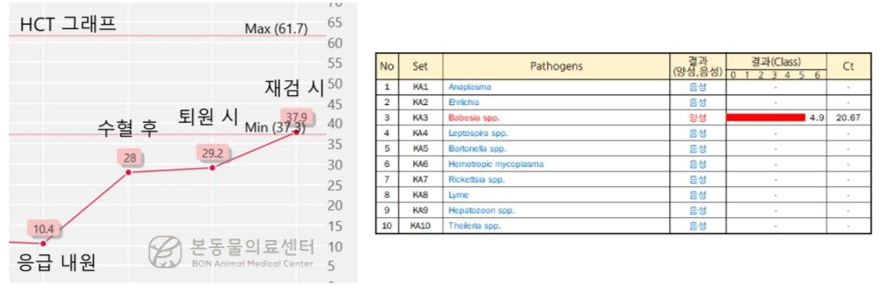 본문 이미지 - 진드기 감염으로 빈혈이 발생한 프렌치 불독은 응급 수혈과 치료 덕분에 빈혈 수치와 활력이 회복됐다&#40;본동물의료센터 제공&#41;. ⓒ 뉴스1