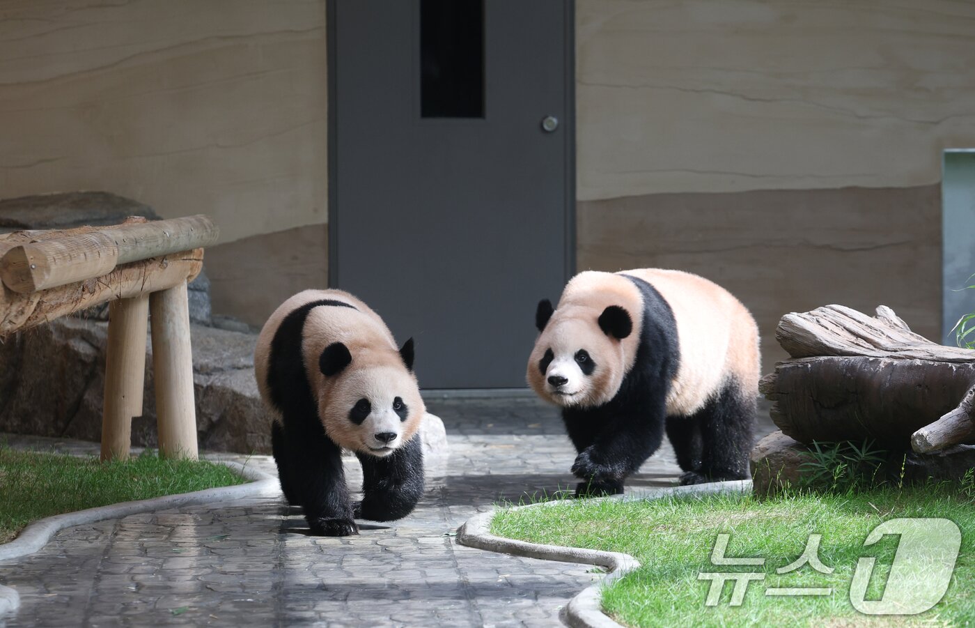 본문 이미지 - 2일 경기 용인시 처인구 에버랜드 &#39;판다 세컨드하우스&#40;Panda 2nd House&#41;&#39;에서 쌍둥이 판다 루이바오, 후이바오가 새로운 보금자리를 돌아다니고 있다. 국내에서 태어난 최초의 쌍둥이 판다인 루이바오, 후이바오의 새로운 보금자리 &#39;판다 세컨드하우스&#40;Panda 2nd House&#41;&#39;는 추석 연휴가 시작하는 10월 3일 일반에 공개된다. 2025.10.2/뉴스1 ⓒ News1 김영운 기자