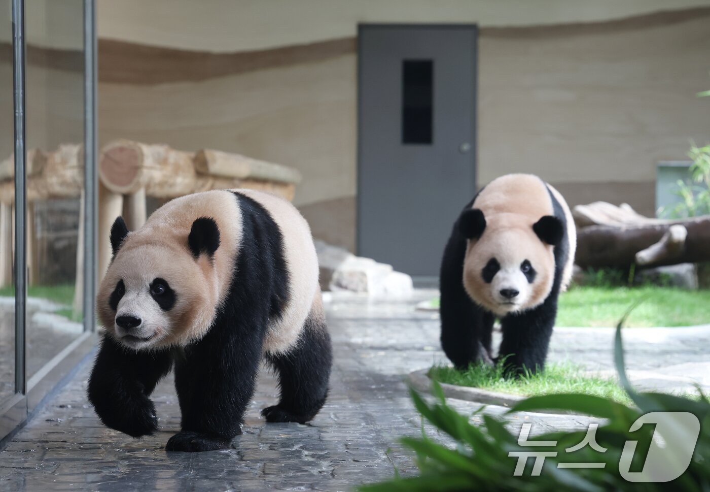 본문 이미지 - 2일 경기 용인시 처인구 에버랜드 &#39;판다 세컨드하우스&#40;Panda 2nd House&#41;&#39;에서 쌍둥이 판다 루이바오, 후이바오가 새로운 보금자리를 돌아다니고 있다. 국내에서 태어난 최초의 쌍둥이 판다인 루이바오, 후이바오의 새로운 보금자리 &#39;판다 세컨드하우스&#40;Panda 2nd House&#41;&#39;는 추석 연휴가 시작하는 10월 3일 일반에 공개된다. 2025.10.2/뉴스1 ⓒ News1 김영운 기자