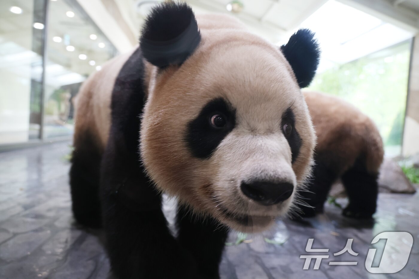 본문 이미지 - 2일 경기 용인시 처인구 에버랜드 &#39;판다 세컨드하우스&#40;Panda 2nd House&#41;&#39;에서 쌍둥이 판다 루이바오, 후이바오가 새로운 보금자리를 돌아다니고 있다. 2025.10.2/뉴스1 ⓒ News1 김영운 기자