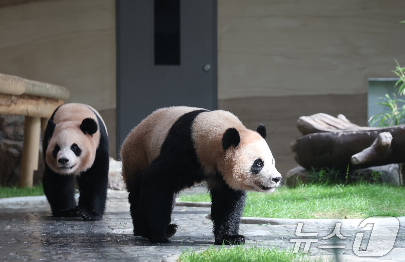 본문 이미지 - 2일 경기 용인시 처인구 에버랜드 &#39;판다 세컨드하우스&#40;Panda 2nd House&#41;&#39;에서 쌍둥이 판다 루이바오, 후이바오가 새로운 보금자리를 돌아다니고 있다. 2025.10.2/뉴스1 ⓒ News1 김영운 기자