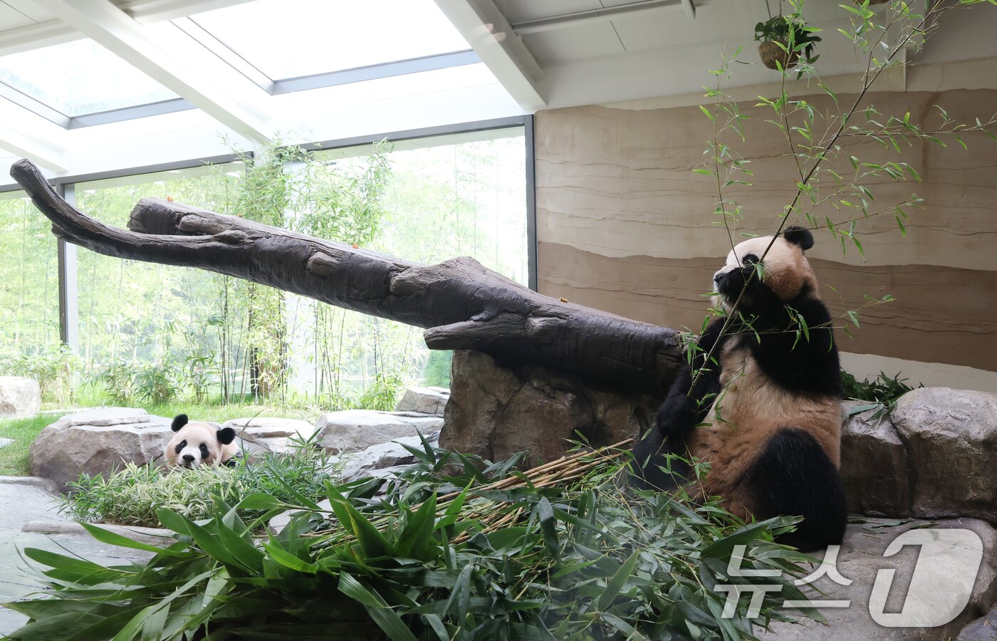본문 이미지 - 2일 경기 용인시 처인구 에버랜드 &#39;판다 세컨드하우스&#40;Panda 2nd House&#41;&#39;에서 쌍둥이 판다 루이바오, 후이바오가 먹이 활동을 하고 있다. 2025.10.2/뉴스1 ⓒ News1 김영운 기자