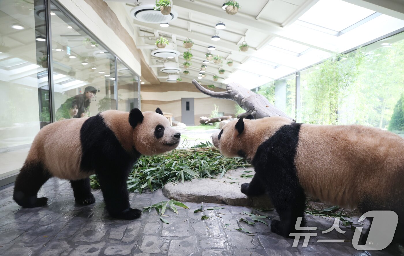 본문 이미지 - 2일 경기 용인시 처인구 에버랜드 &#39;판다 세컨드하우스&#40;Panda 2nd House&#41;&#39;에서 쌍둥이 판다 루이바오, 후이바오가 새로운 보금자리를 돌아다니고 있다.2025.10.2/뉴스1 ⓒ News1 김영운 기자