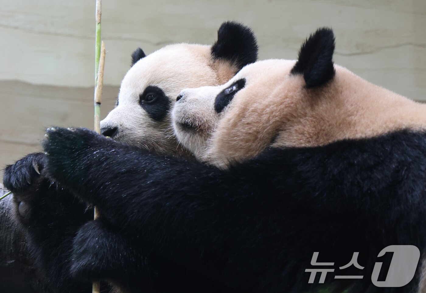 본문 이미지 - 2일 경기 용인시 처인구 에버랜드 &#39;판다 세컨드하우스&#40;Panda 2nd House&#41;&#39;에서 쌍둥이 판다 루이바오, 후이바오가 먹이 활동을 하고 있다. 2025.10.2/뉴스1 ⓒ News1 김영운 기자