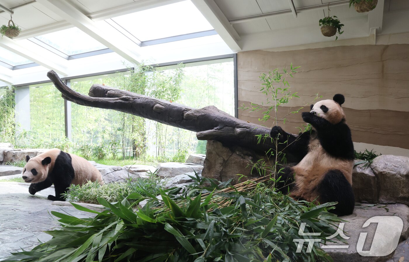 본문 이미지 - 2일 경기 용인시 처인구 에버랜드 &#39;판다 세컨드하우스&#40;Panda 2nd House&#41;&#39;에서 쌍둥이 판다 루이바오, 후이바오가 먹이 활동을 하고 있다.  2025.10.2/뉴스1 ⓒ News1 김영운 기자