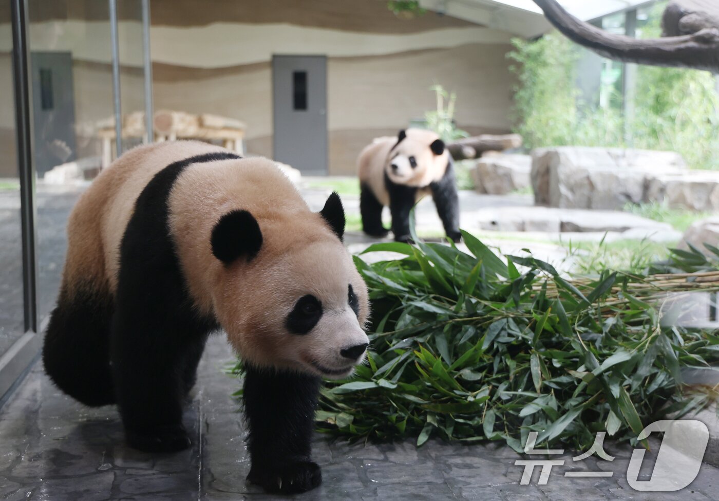 본문 이미지 - 2일 경기 용인시 처인구 에버랜드 &#39;판다 세컨드하우스&#40;Panda 2nd House&#41;&#39;에서 쌍둥이 판다 루이바오, 후이바오가 새로운 보금자리를 돌아다니고 있다. 2025.10.2/뉴스1 ⓒ News1 김영운 기자