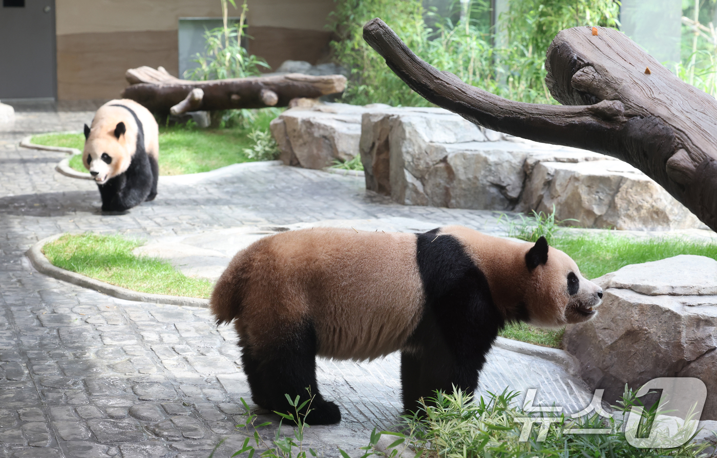 (용인=뉴스1) 김영운 기자 = 2일 경기 용인시 처인구 에버랜드 '판다 세컨드하우스(Panda 2nd House)'에서 쌍둥이 판다 루이바오, 후이바오가 새로운 보금자리를 돌아다 …