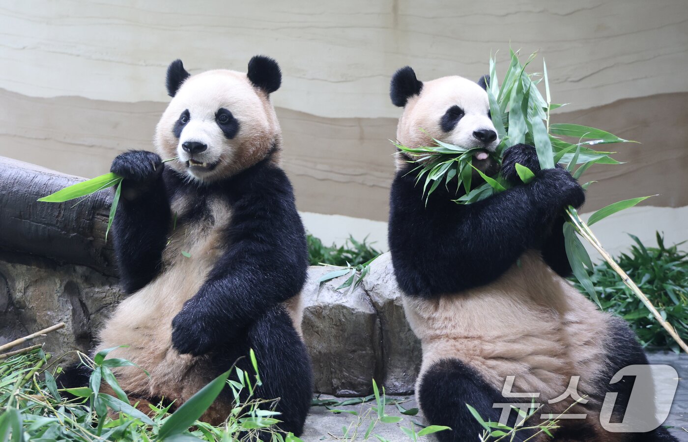 본문 이미지 - 2일 경기 용인시 처인구 에버랜드 &#39;판다 세컨드하우스&#40;Panda 2nd House&#41;&#39;에서 쌍둥이 판다 루이바오, 후이바오가 먹이 활동을 하고 있다.  ⓒ News1 김영운 기자