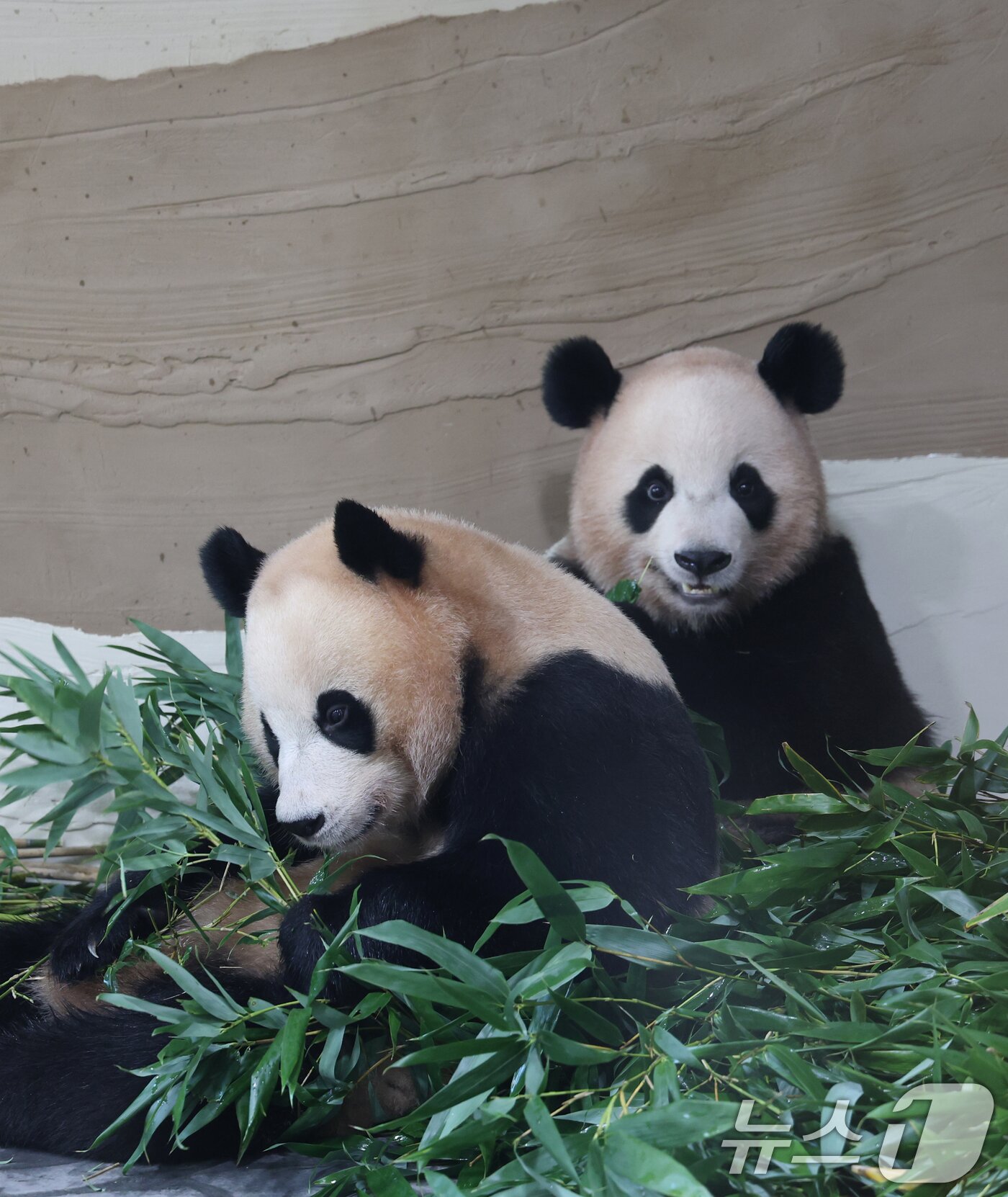 본문 이미지 - 2일 경기 용인시 처인구 에버랜드 &#39;판다 세컨드하우스&#40;Panda 2nd House&#41;&#39;에서 쌍둥이 판다 루이바오, 후이바오가 먹이 활동을 하고 있다. ⓒ News1 김영운 기자