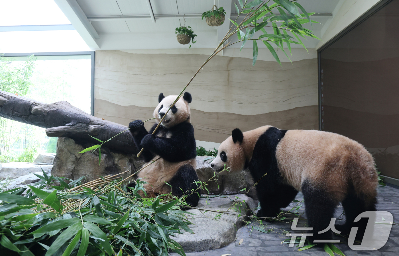 (용인=뉴스1) 김영운 기자 = 2일 경기 용인시 처인구 에버랜드 '판다 세컨드하우스(Panda 2nd House)'에서 쌍둥이 판다 루이바오, 후이바오가 먹이 활동을 하고 있다. …