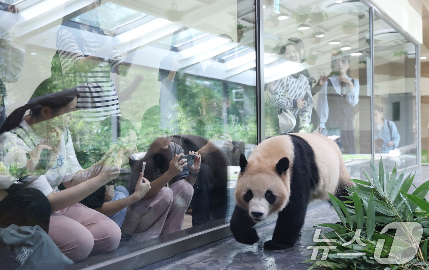 본문 이미지 - 2일 경기 용인시 처인구 에버랜드 &#39;판다 세컨드하우스&#40;Panda 2nd House&#41;&#39;에서 사전 초청 관람객들이 쌍둥이 판다 루이바오, 후이바오를 보고 있다.  ⓒ News1 김영운 기자