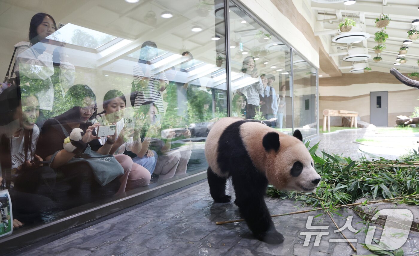 본문 이미지 - 2일 경기 용인시 처인구 에버랜드 &#39;판다 세컨드하우스&#40;Panda 2nd House&#41;&#39;에서 사전 초청 관람객들이 쌍둥이 판다 루이바오, 후이바오를 보고 있다. ⓒ News1 김영운 기자