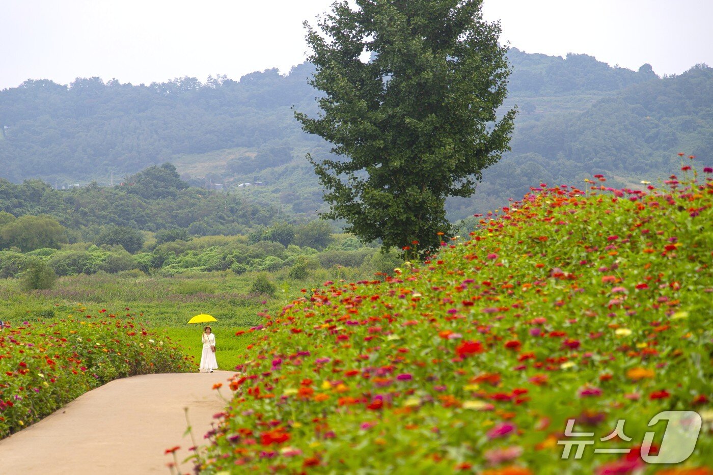 본문 이미지 - 붉은 가을빛 물결 &#39;연천 임진강댑싸리정원&#39;.&#40;경기관광공사 제공. 재판매 및 DB금지&#41;/뉴스1