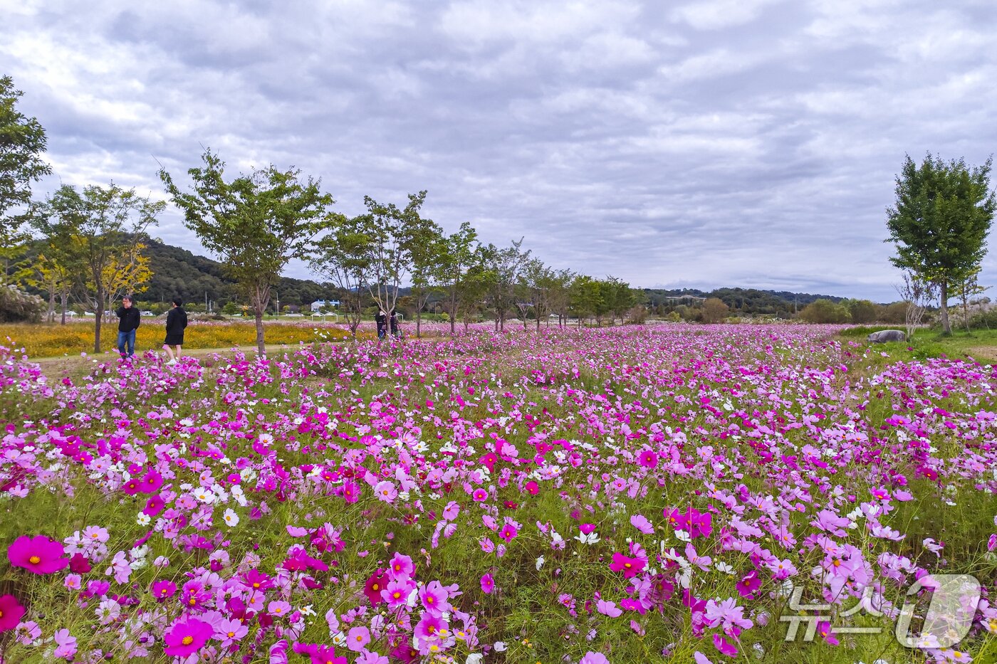 본문 이미지 - 남한강과 어우러진 하늘하늘 코스모스 &#39;여주 당남리섬&#39;.&#40;경기관광공사 제공. 재판매 및 DB금지&#41;/뉴스1