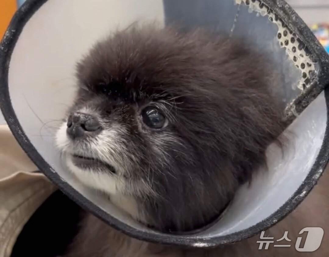 본문 이미지 - 심장병 치료를 받고 있는 반려견 여름이(보호자 제공) ⓒ 뉴스1