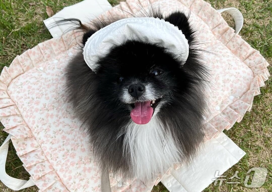 본문 이미지 - 반려견 여름이의 건강할 때 모습(보호자 제공) ⓒ 뉴스1