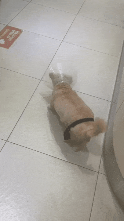 본문 이미지 - 수술 후 강순이가 보조기를 차고 보행하는 모습&#40;병원 제공&#41; ⓒ 뉴스1