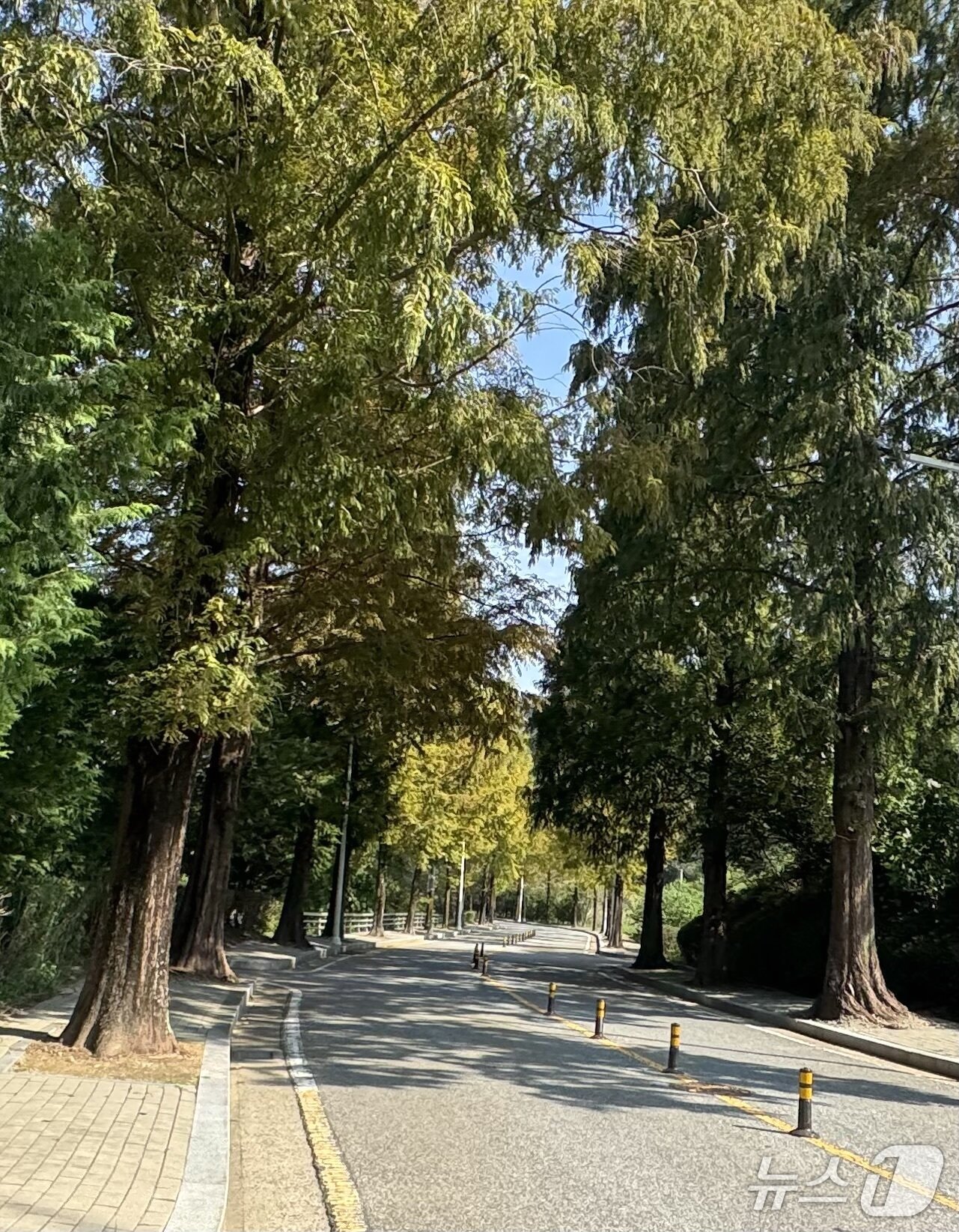 본문 이미지 - 전북 전주시 상림동 방마마을 인근에 설치됐던 바리케이드가 사라진 모습.2025.10.2/뉴스1 장수인 기자