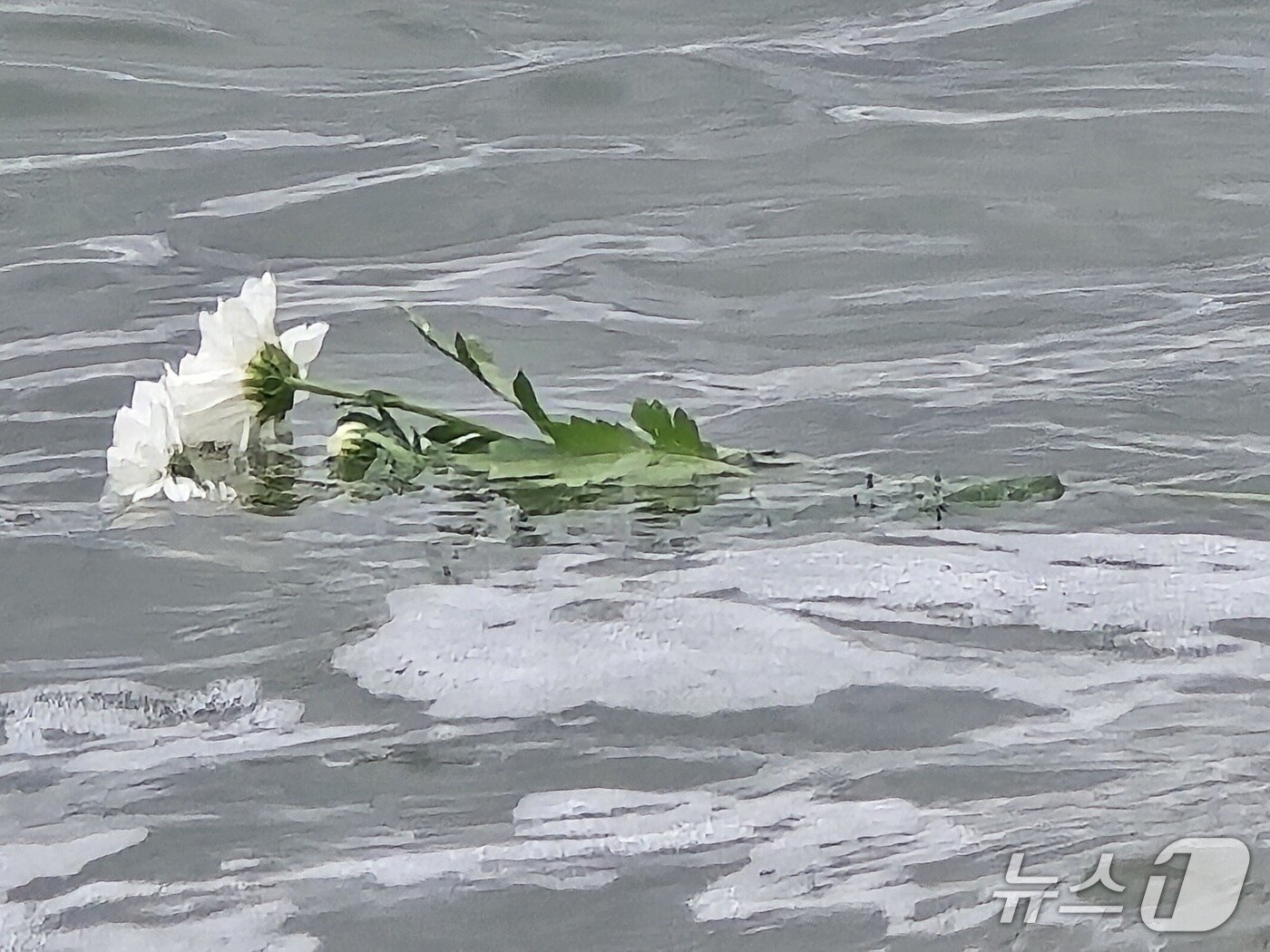 본문 이미지 - 19일, 부산 남성여자고등학교 학생들이 사비에르고와 하기코엔고 학생들과 함께 장생탄광 수몰사고 현장 앞 바닷가에서 추도식을 올렸다. 헌화한 꽃이 바다 위에 떠 있다. ⓒ 뉴스1 김정한 기자