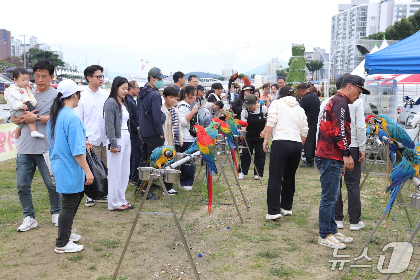 본문 이미지 - 보은대추축제장을 찾은 관광객들이 앵무새 플라잉존에서 즐거운 한때를 보내고 있다. (보은군 제공. 재판매 및 DB금지) /뉴스1 