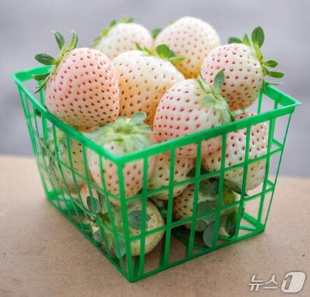 본문 이미지 - 국립공주대 이만보 박사, CRIPSR 기술로 흰딸기 개발(국립공주대 제공. 재판매 및 DB금지) 2025.10.20/뉴스1