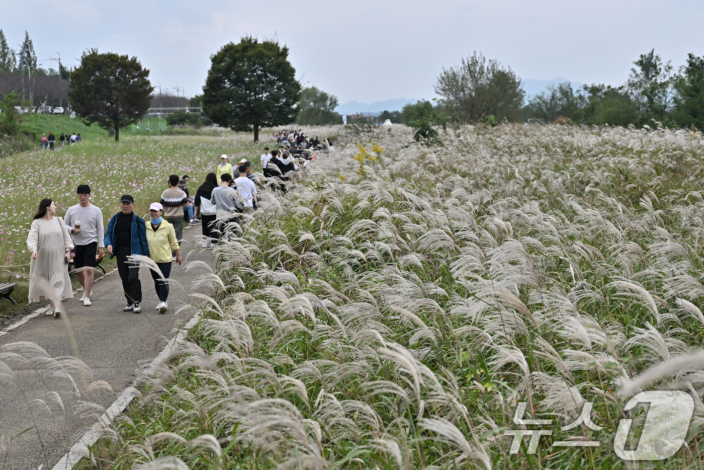 (광주=뉴스1) 이수민 기자 = 지난 19일 광주 서구 영산강변에서 열린 '제10회 광주서창억새축제'에서 시민들이 여유를 만끽하고 있다.(광주 서구 제공. 재판매 및 DB금지) 2 …