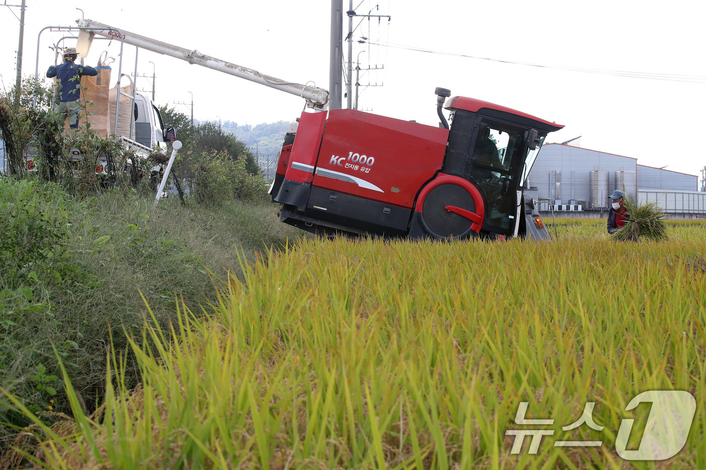 (청도=뉴스1) 공정식 기자 = 20일 오후 경북 청도군 각남면 논에서 농민이 콤바인이 닿지 못하는 곳에 볏단을 낫으로 잘라 옮기고 있다. 폭염에 이어진 가을장마로 논바닥 곳곳에 …