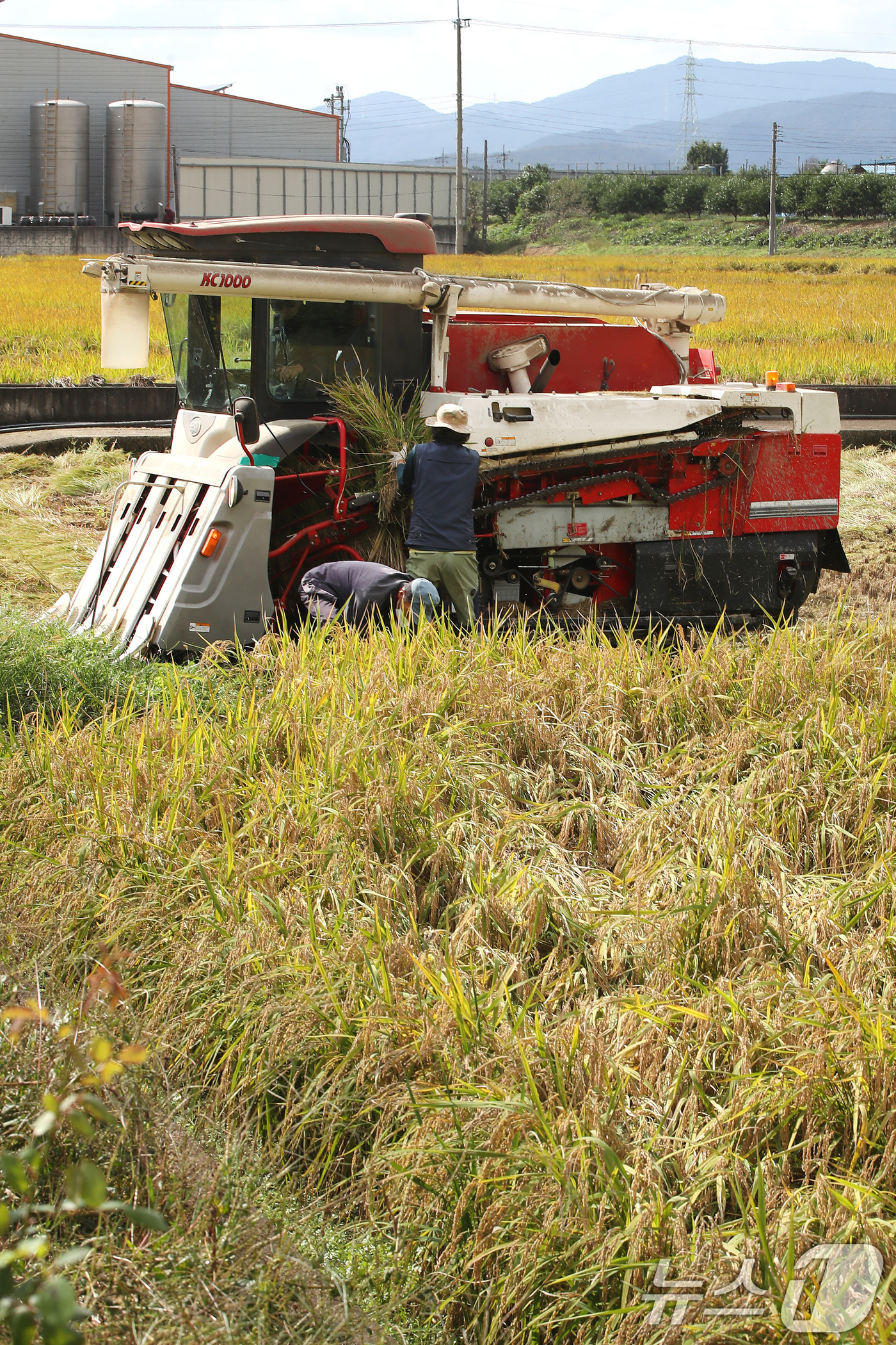 (청도=뉴스1) 공정식 기자 = 20일 오후 경북 청도군 각남면 논에서 농민이 콤바인이 닿지 못하는 곳에 볏단을 낫으로 잘라 옮기고 있다. 폭염에 이어진 가을장마로 논바닥 곳곳에 …