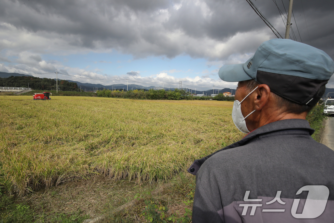 (청도=뉴스1) 공정식 기자 = 20일 오후 경북 청도군 각남면 논에서 농민이 콤바인을 이용해 벼를 베고 있다. 폭염에 이어진 가을장마로 논바닥 곳곳에 누운 벼를 바라보는 농민의 …