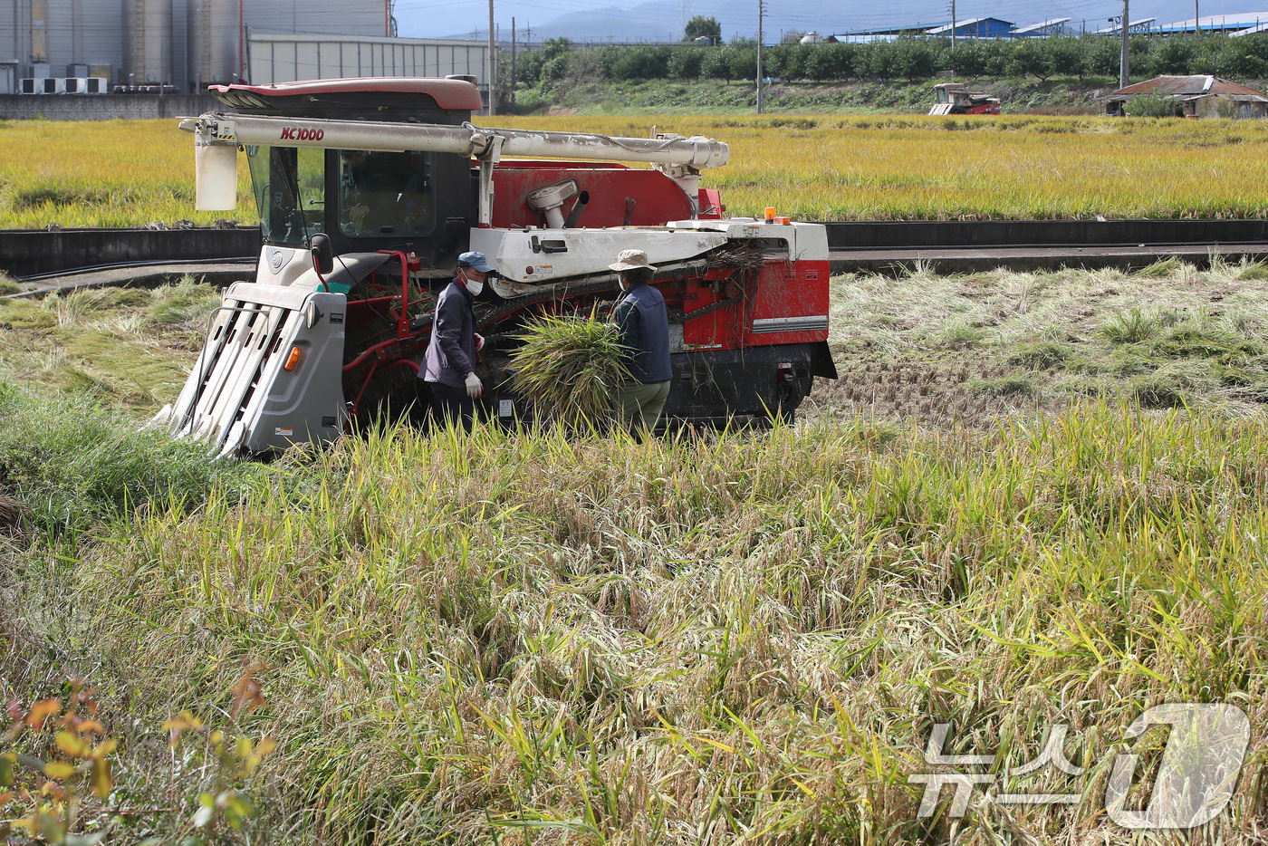 (청도=뉴스1) 공정식 기자 = 20일 오후 경북 청도군 각남면 논에서 농민이 콤바인이 닿지 못하는 곳에 볏단을 낫으로 잘라 옮기고 있다. 폭염에 이어진 가을장마로 논바닥 곳곳에 …