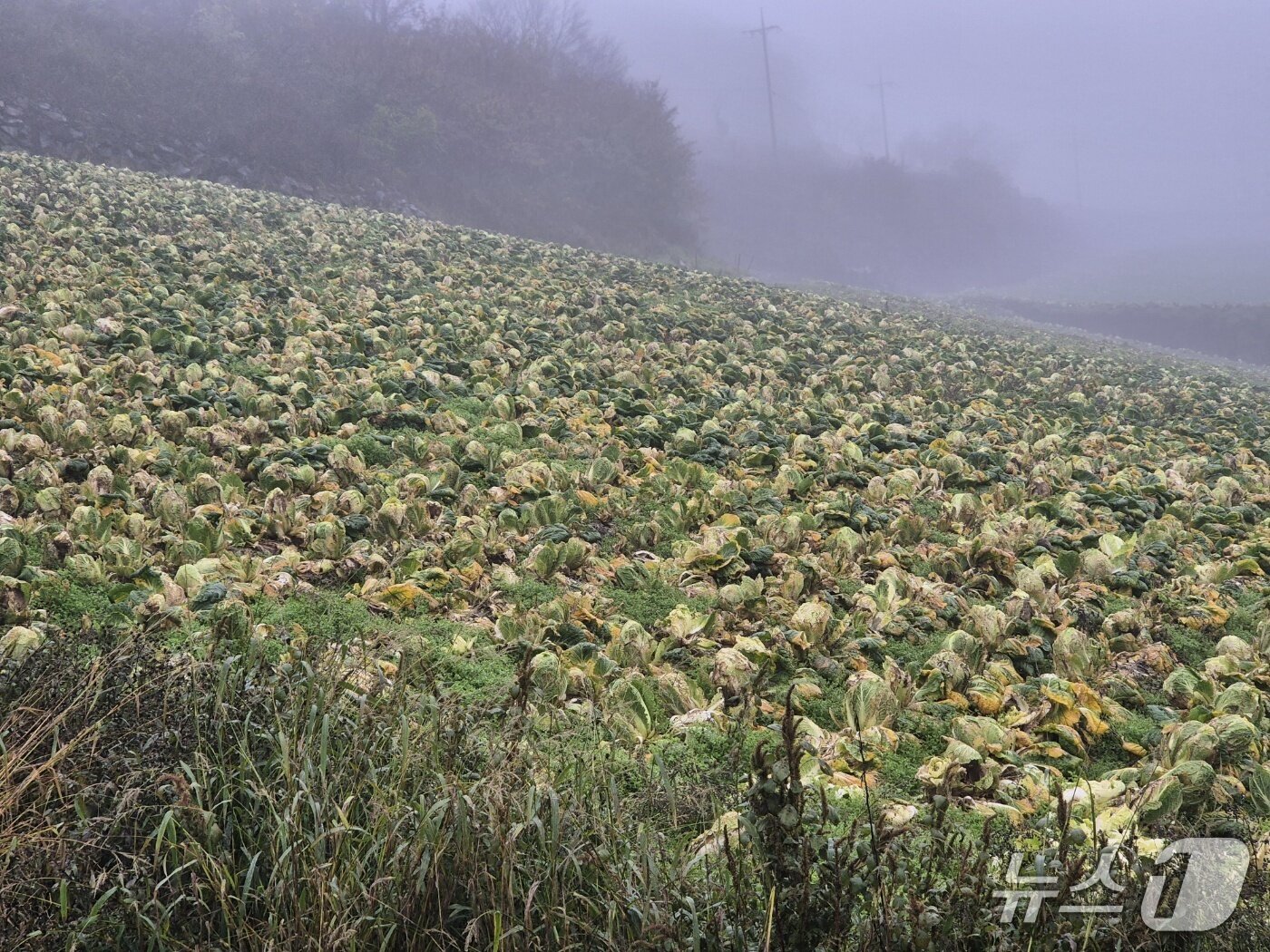 본문 이미지 - 20일 오전 강원 강릉 왕산면 대기리의 한 배추밭. 극심한 가뭄에 이어 집중호우로 인해 배춧잎이 누렇게 변하고 밑둥이 썩어가고 있다. 2025.10.20/뉴스1