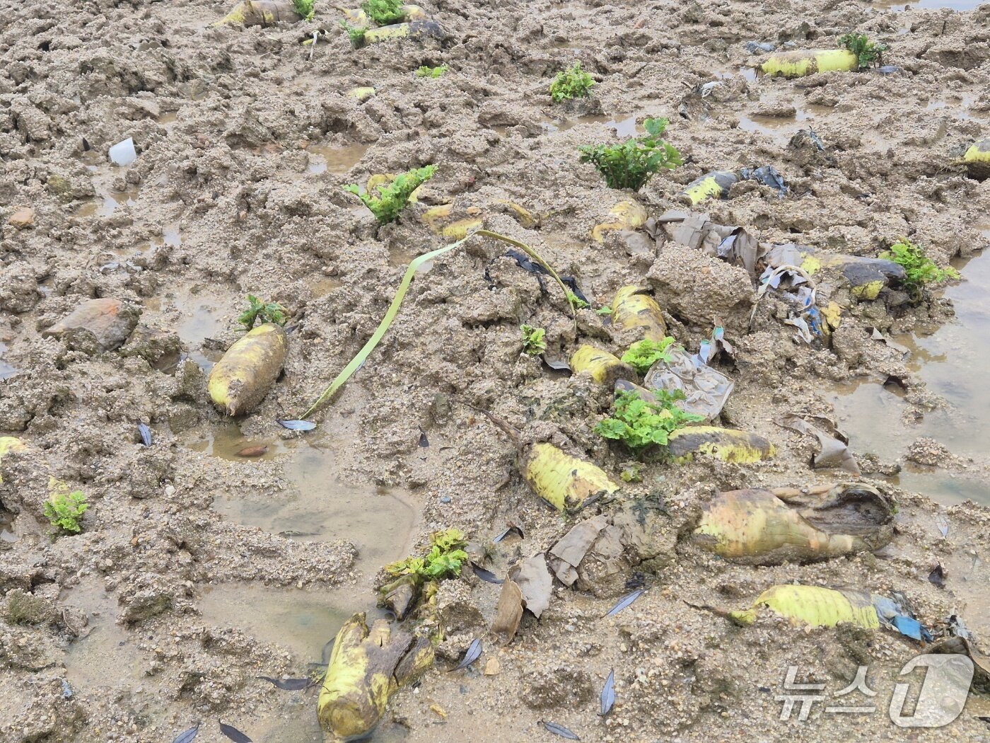 본문 이미지 - 20일 오전 강원 강릉 왕산면 대기리의 한 무밭. 극심한 가뭄에 이어 집중호우로 인해 무가 썩어 있다. 2025.10.20/뉴스1