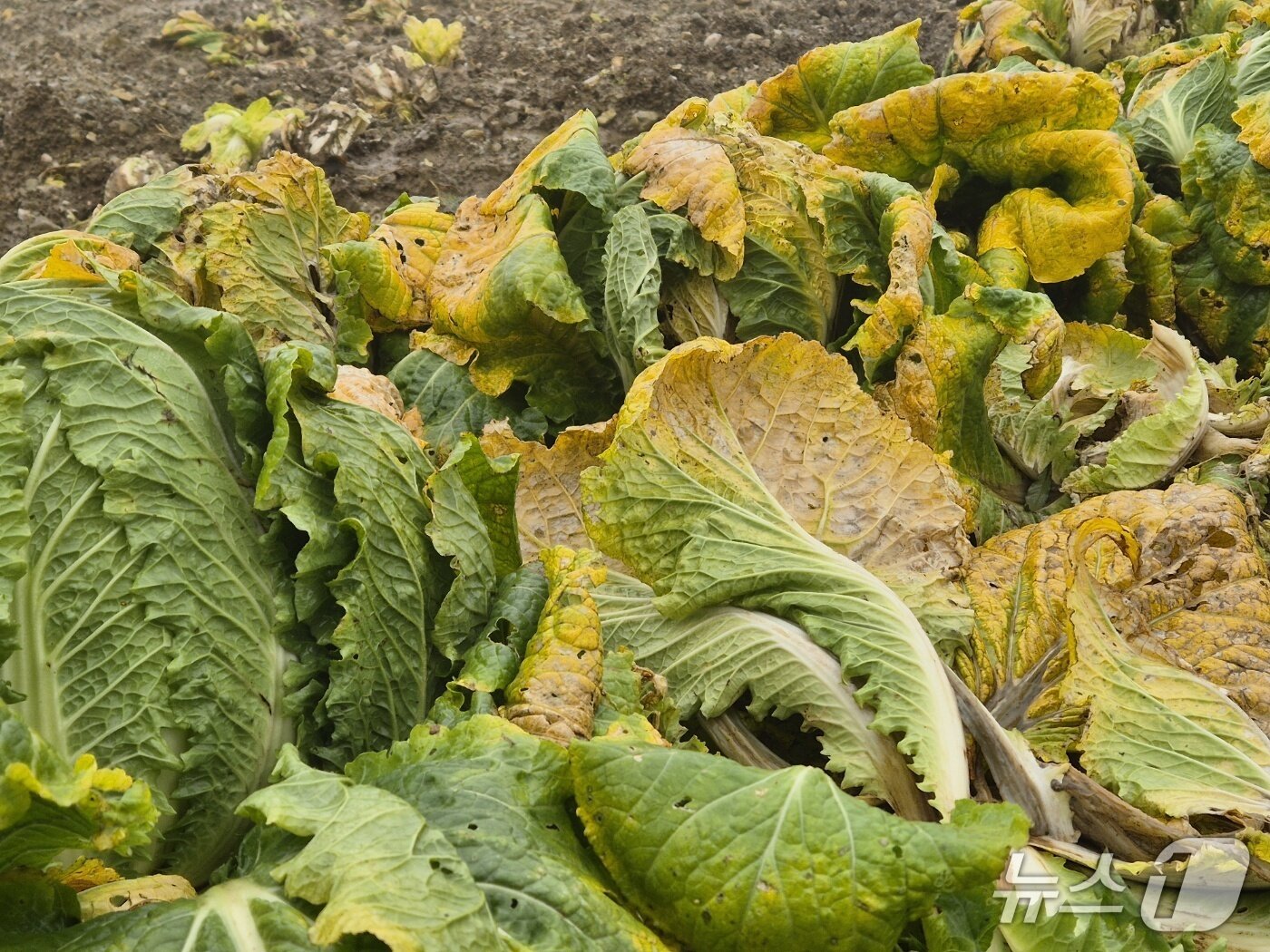 본문 이미지 - 20일 오전 강원 강릉 왕산면 대기리의 한 배추밭. 극심한 가뭄에 이어 집중호우로 인해 배춧잎이 누렇게 변하고 밑둥이 썩어가고 있다. 2025.10.20/뉴스1