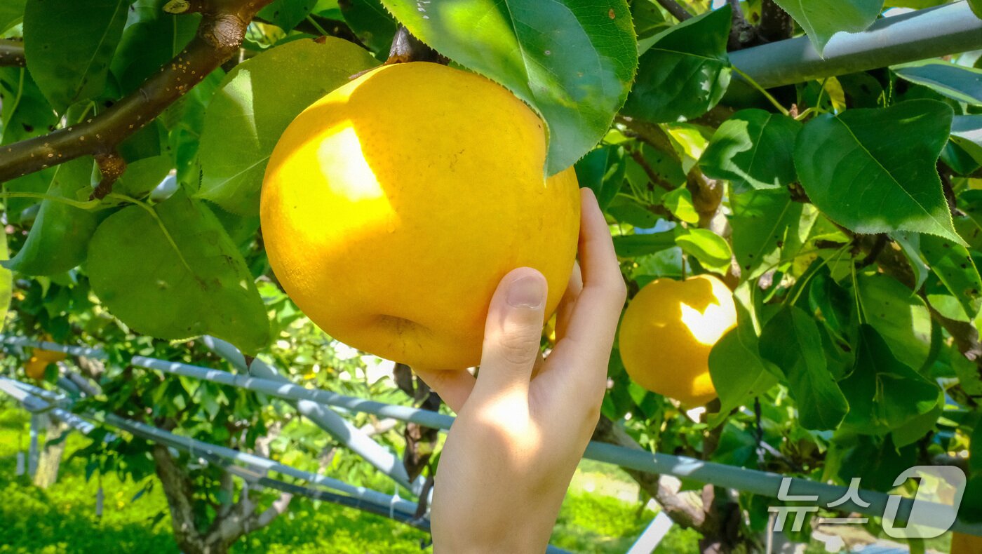 본문 이미지 - 충북 영동군 과일나라 테마공원내 수령 100년이 넘은 배나무에 달린 배. &#40;영동군 제공. 재판매 및 DB금지&#41; /뉴스1