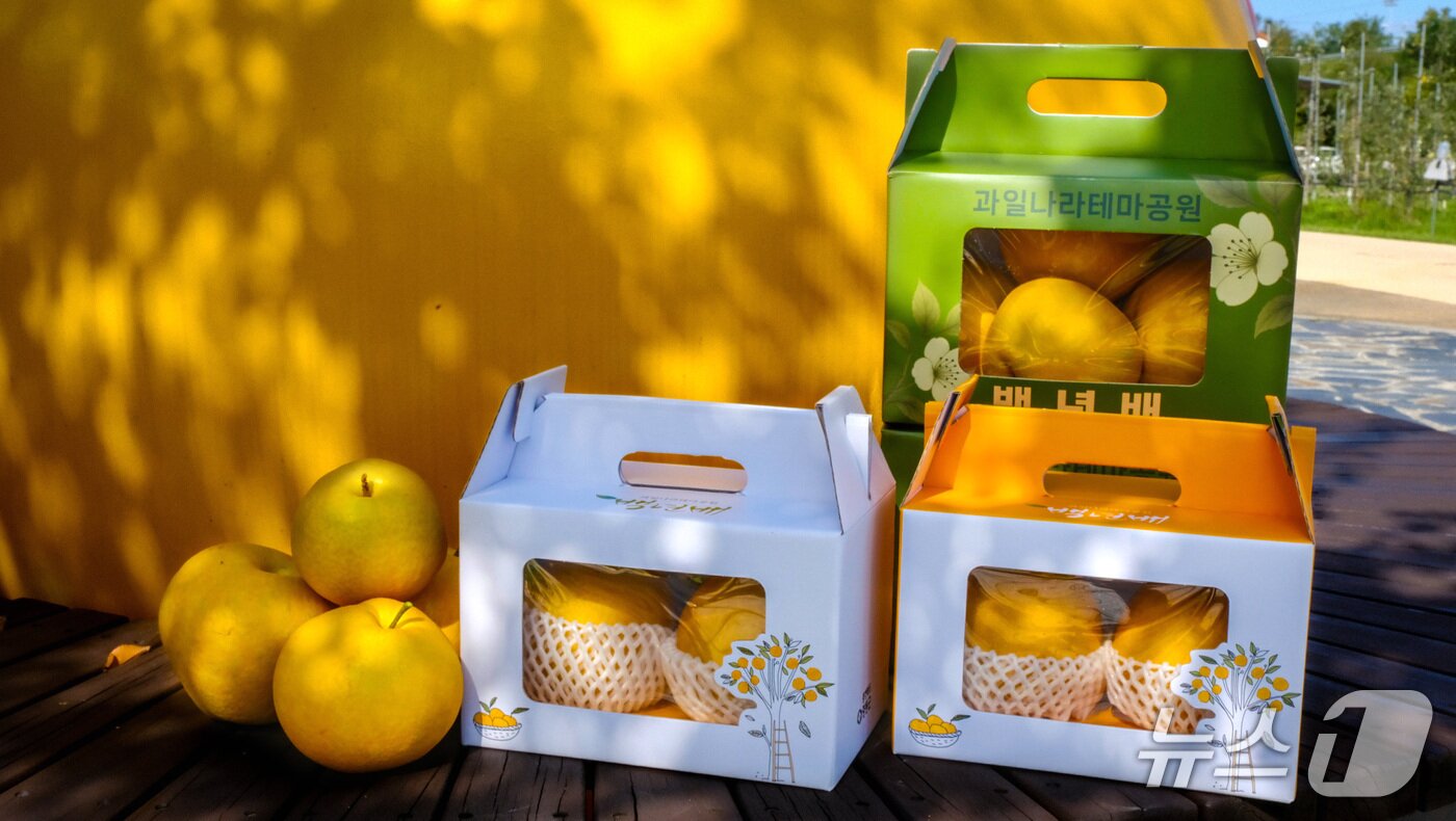 본문 이미지 - 충북 영동군 과일나라 테마공원내 수령 100년이 넘은 배나무에서 수확한 배.&#40; 영동군 제공. 재판매 및 DB금지&#41; /뉴스1