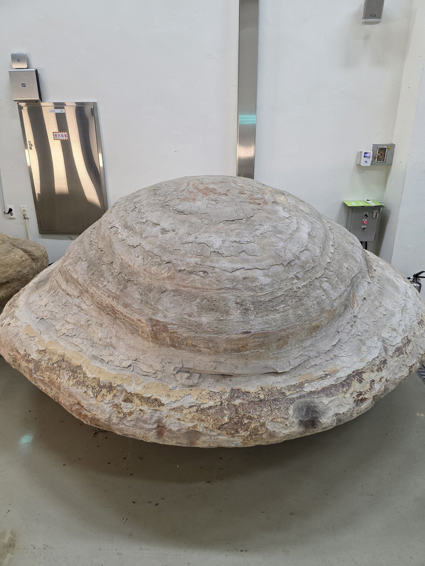 본문 이미지 - 포항 신생대 두호층 결핵체(국가유산청 제공)