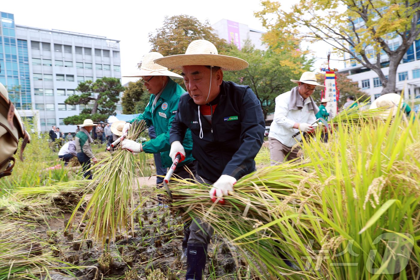 (울산=뉴스1) 박정현 기자 = 김두겸 울산시장이 21일 시청 생활정원 논에서 시청 직원,농업인, 농협, 시민대표 등과 함께 재배한 청렴미를 수확하고 있다.2025.10.21 (울 …