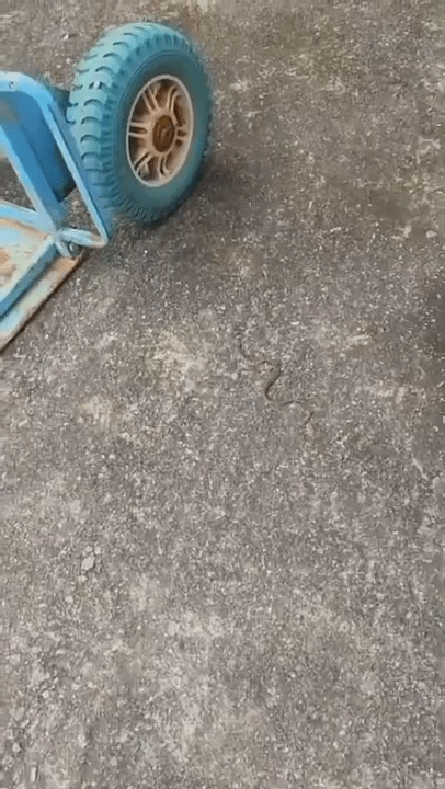 본문 이미지 - 홍천에서 발견된 뱀.(독자 제공, 재판매 및 DB금지)