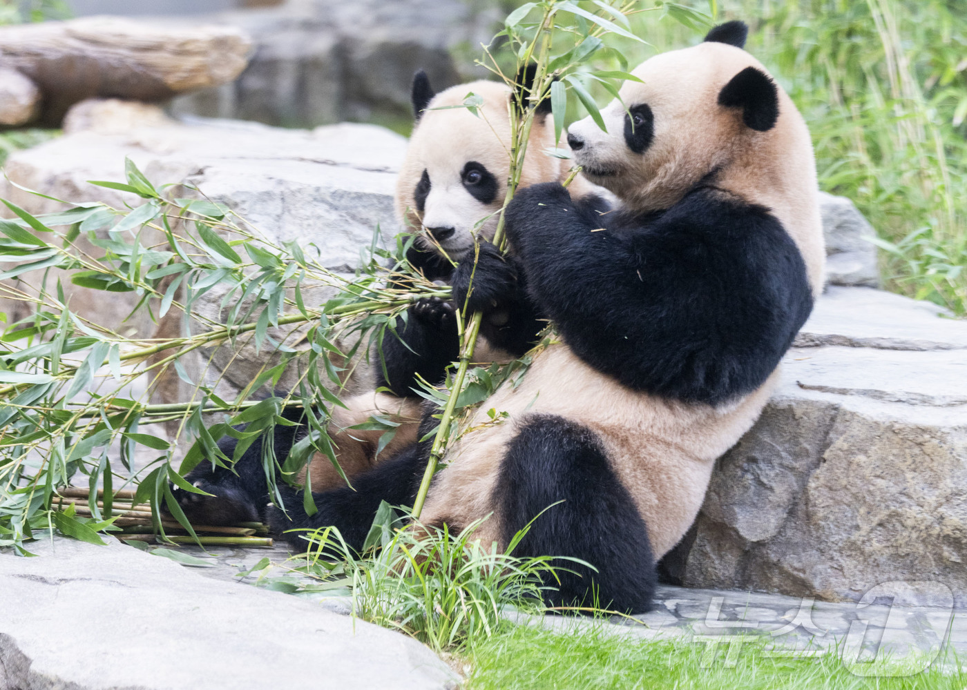 (서울=뉴스1) = 에버랜드가 이달 초 오픈한 쌍둥이 아기판다 루이바오와 후이바오의 새 보금자리 '판다 세컨하우스'에 20여일 동안 약 6만명의 팬들이 다녀가며 인기를 끌고 있다고 …