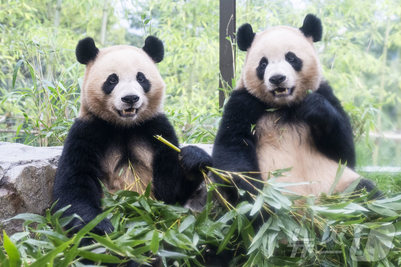 (서울=뉴스1) = 에버랜드가 이달 초 오픈한 쌍둥이 아기판다 루이바오와 후이바오의 새 보금자리 '판다 세컨하우스'에 20여일 동안 약 6만명의 팬들이 다녀가며 인기를 끌고 있다고 …