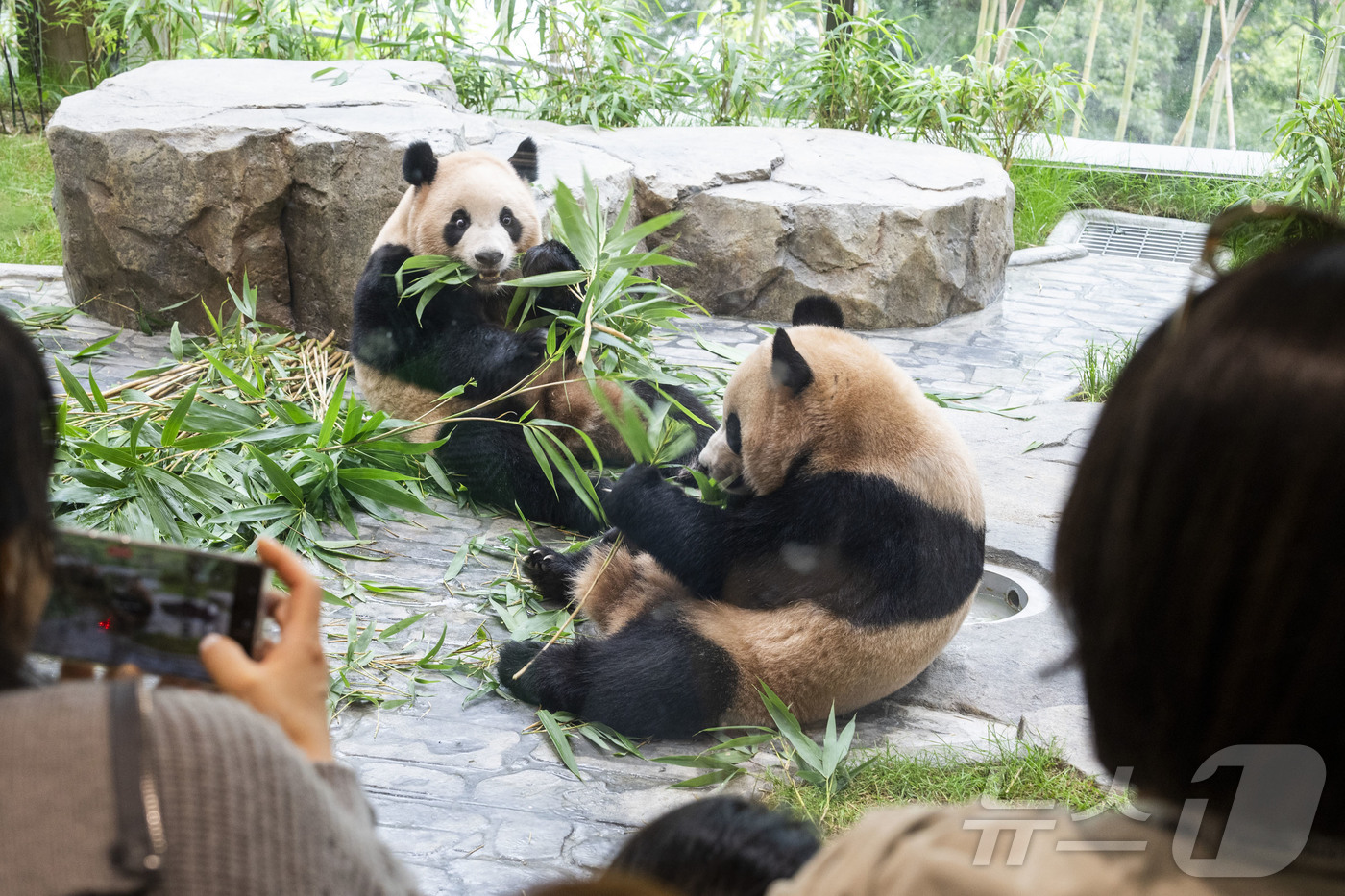 (서울=뉴스1) = 에버랜드가 이달 초 오픈한 쌍둥이 아기판다 루이바오와 후이바오의 새 보금자리 '판다 세컨하우스'에 20여일 동안 약 6만명의 팬들이 다녀가며 인기를 끌고 있다고 …