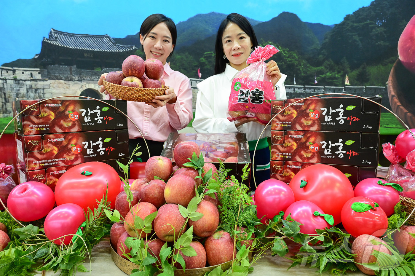 (서울=뉴스1) = 농식품 전문 매장 농협 하나로마트를 운영하는 농협유통은 23일 사과데이(10월 24일)를 하루 앞두고 경북 문경 등지에서 재배·생산된 '감홍 사과'를 올해 처음 …