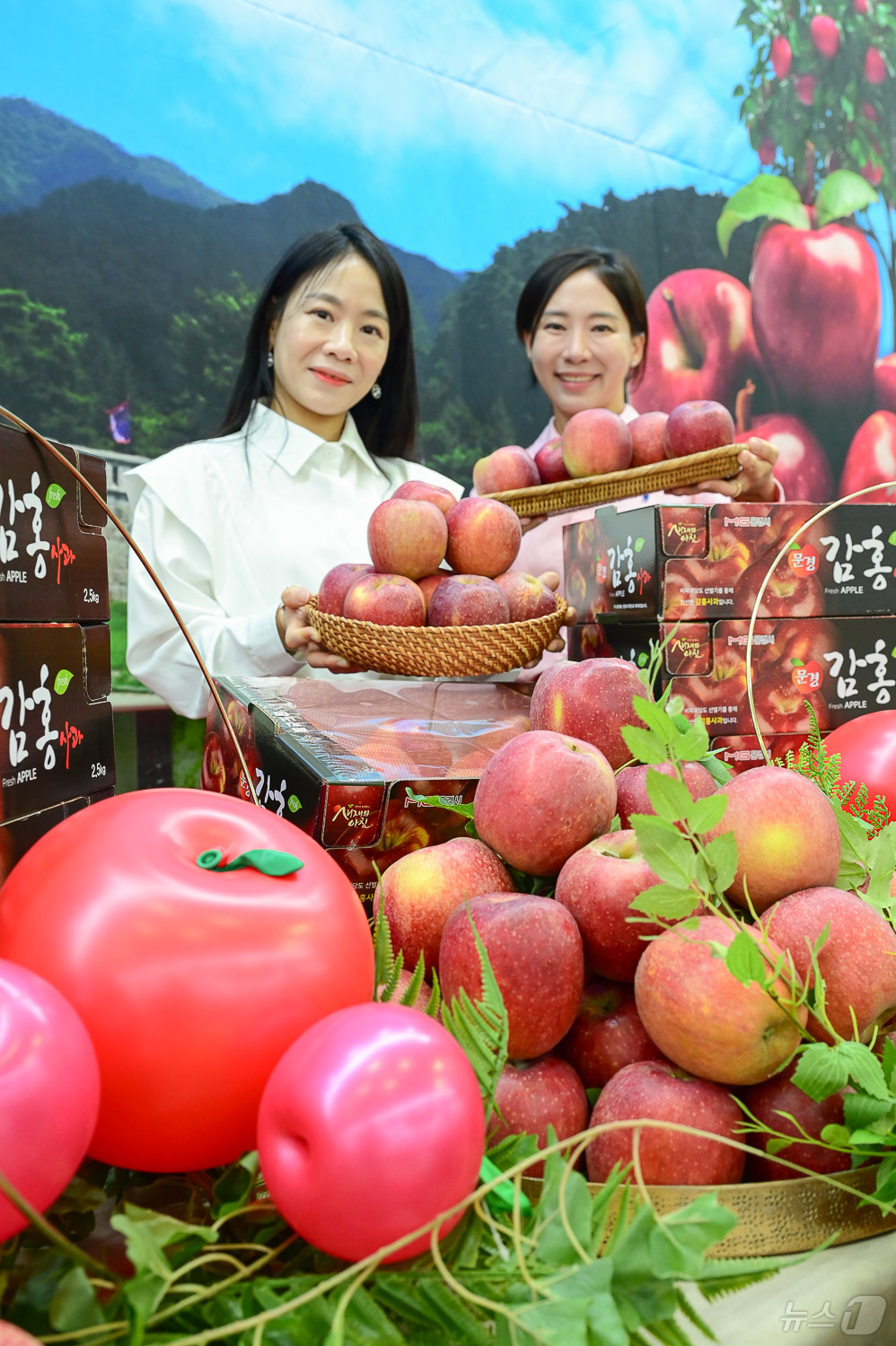 (서울=뉴스1) = 농식품 전문 매장 농협 하나로마트를 운영하는 농협유통은 23일 사과데이(10월 24일)를 하루 앞두고 경북 문경 등지에서 재배·생산된 '감홍 사과'를 올해 처음 …