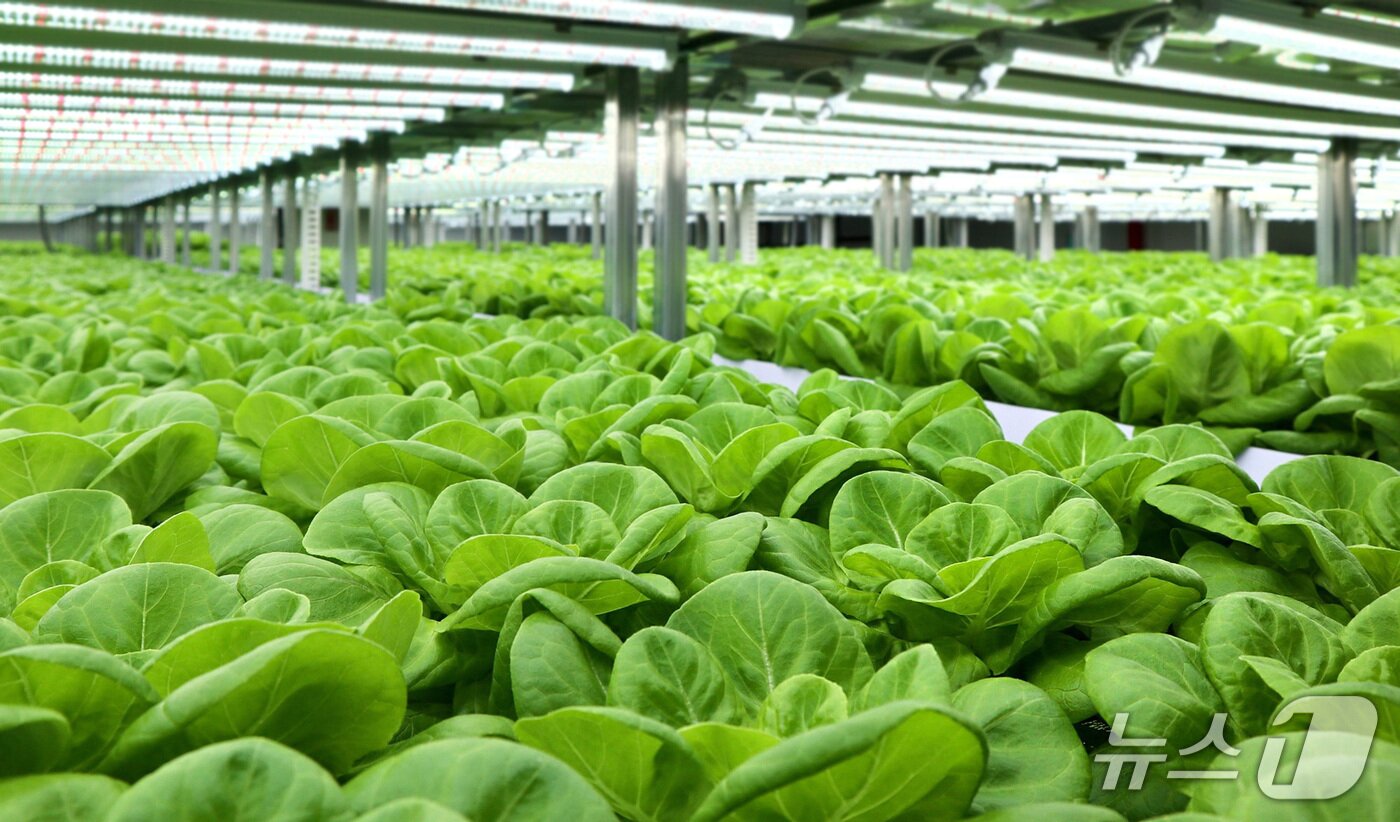 본문 이미지 - 롯데이노베이트 도시의 푸른농장 스마트팜&#40;롯데이노베이트 제공&#41;