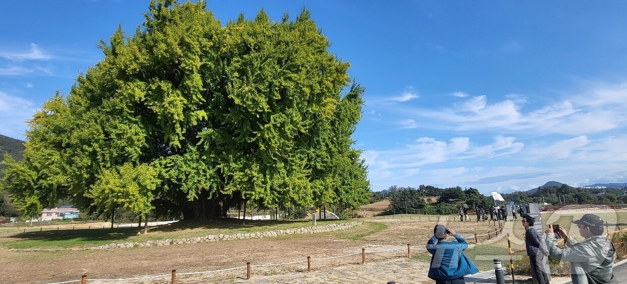 본문 이미지 - 국내 최고령&#40;1318년 추정&#41;이자 천연기념물 제167호인 강원 원주시 문막읍 반계리 은행나무의 단풍절정기가 오는 11월 초로 예상되는 가운데, 이에 앞선 23일 반계리 은행나무 주변에 관광객들이 모여들고 있다. 2025.10.23./뉴스1 ⓒ News1 신관호 기자