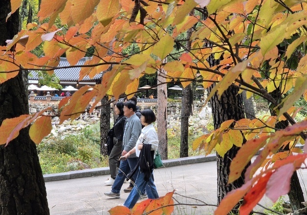 "단풍 얼마나 물들었나"…강원 유명산 단풍·날씨 스마트폰으로 확인
